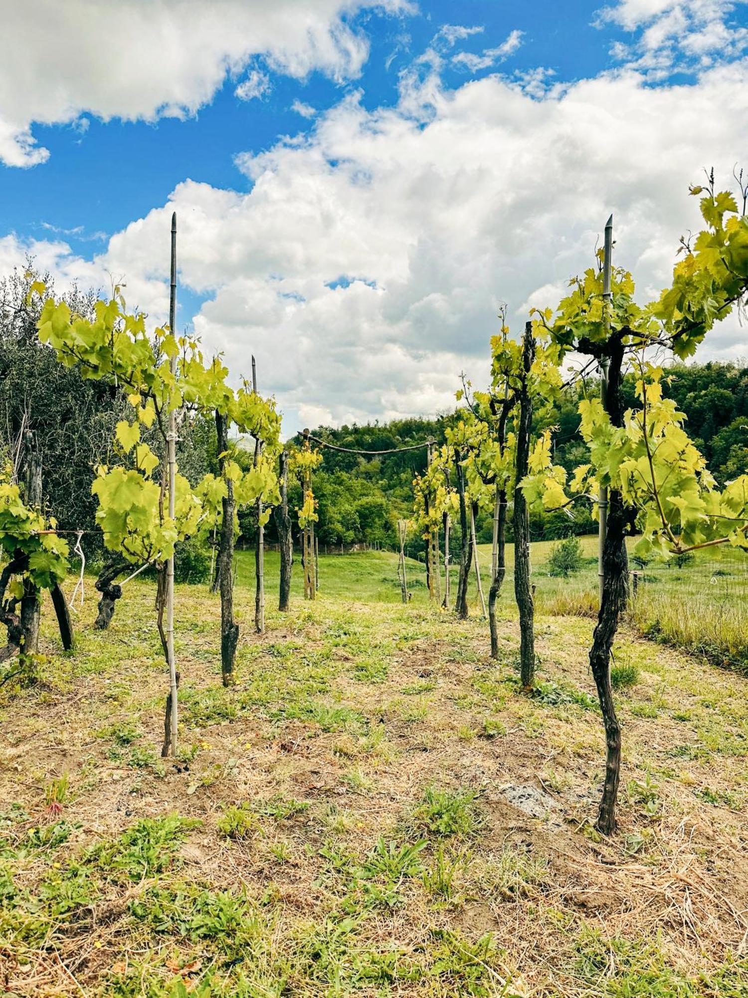 Il Tuo Casale Tra Le Colline - Marche House Villa Venarotta Exteriör bild